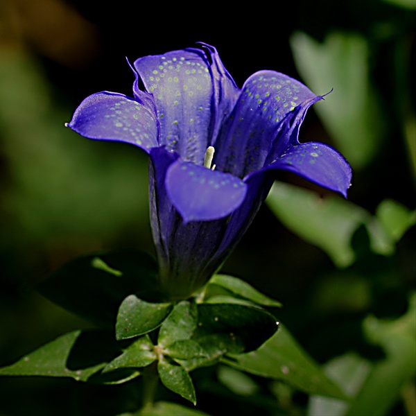 Gentian Blue - Gentian - Flowers and Fillers - Flowers by category